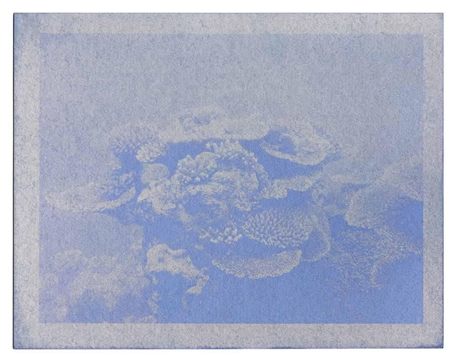 Fading Reefs 7 (2020) Anthotype made with red cabbage, 7" x 9".