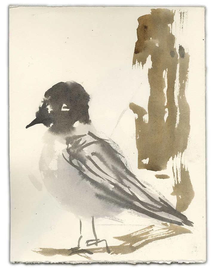 Bird Study I (Birds I've Seen) (2019). Ink on paper, 8" x 10".