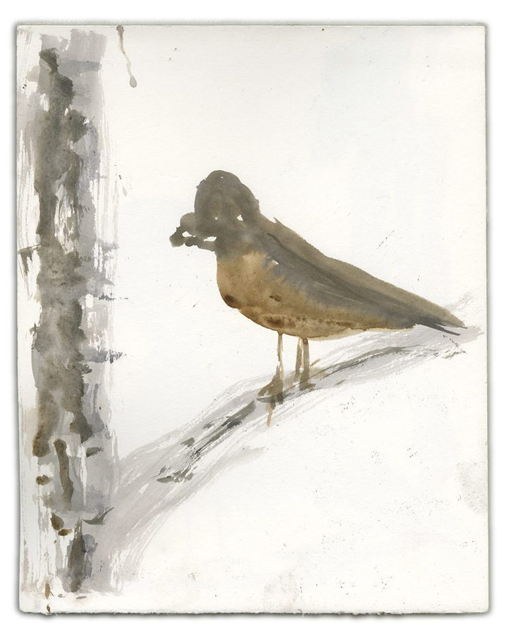 Bird Study I (Birds I've Seen) (2019). Ink on paper, 8" x 10".